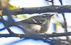 Photographed at Silbe. on 25/11/2025. Photo: &copy;  Rockdweller