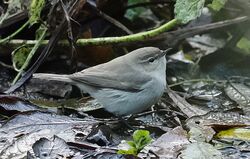 Photographed at Silbe. on 25/11/2025. Photo: &copy;  Rockdweller