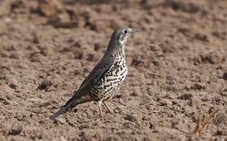 Photographed at Rue des Hougues, STA. on 14/10/2025. Photo: &copy;  Rockdweller