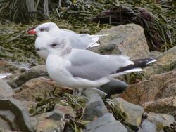 Photographed at Perelle. on 9/12/2025. Photo: &copy; Wayne Turner