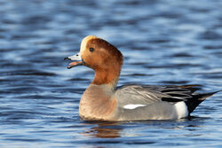 Photographed at Claire Mare. on 29/12/2025. Photo: &copy; Dave Carre
