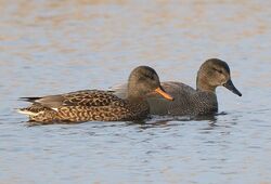 Photographed at Claire Mare. on 30/12/2025. Photo: &copy;  Rockdweller