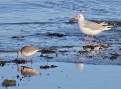 Photographed at Perelle. on 20/12/2025. Photo: &copy; Wayne Turner