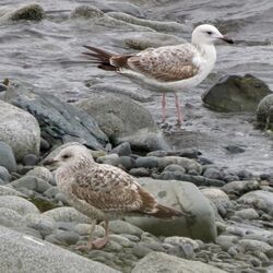 Photographed at Perelle. on 31/12/2025. Photo: &copy; Wayne Turner