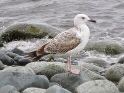 Photographed at Perelle. on 31/12/2025. Photo: &copy; Wayne Turner