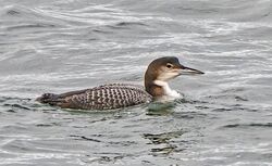 Photographed at Portelet. on 30/12/2025. Photo: &copy;  Rockdweller