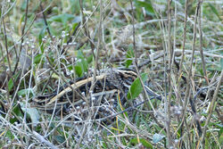 Photographed at Vale Pond. on 9/1/2026. Photo: &copy; Dave Carre