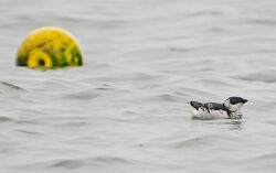 Photographed at Portelet. on 13/1/2026. Photo: &copy;  Rockdweller