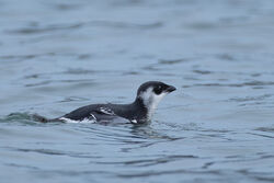 Photographed at Fort Grey. on 18/1/2026. Photo: &copy; Dave Carre