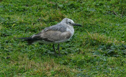 Photographed at Catioroc. on 15/2/2026. Photo: &copy; Mark Lawlor