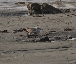 Photographed at Perelle. on 14/2/2026. Photo: &copy; Mark Guppy