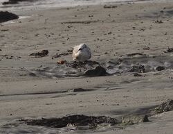 Photographed at Perelle. on 14/2/2026. Photo: &copy; Mark Guppy