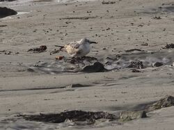 Photographed at Perelle. on 14/2/2026. Photo: &copy; Mark Guppy