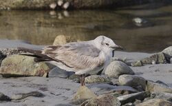 Photographed at Perelle [PER]. on 14/2/2026. Photo: &copy;  Rockdweller