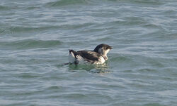 Photographed at Rocquaine. on 20/2/2026. Photo: &copy;  Rockdweller