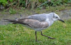 Photographed at Colin Best NR. on 20/2/2026. Photo: &copy;  Rockdweller