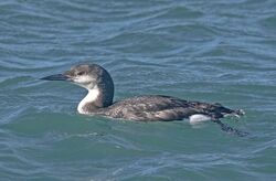 Photographed at Rocque Poisson. on 24/2/2026. Photo: &copy;  Rockdweller