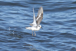 Photographed at Shingle Bank. on 27/2/2026. Photo: &copy; Dave Carre