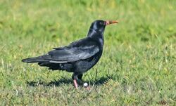 Photographed at Colin Best NR. on 18/3/2026. Photo: &copy;  Rockdweller