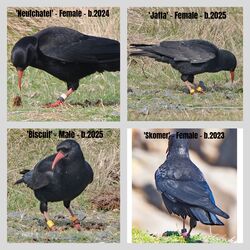 Photographed at Jaonneuse. on 19/3/2026. Photo: &copy;  Rockdweller