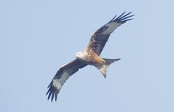 Photographed at Pleinmont. on 7/4/2026. Photo: &copy;  Rockdweller