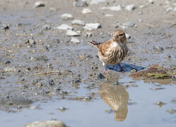 Photographed at Miellette. on 14/6/2026. Photo: &copy; Julie Davis