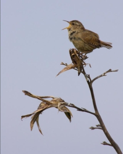 Wren. Photo: &copy; Steve Levrier