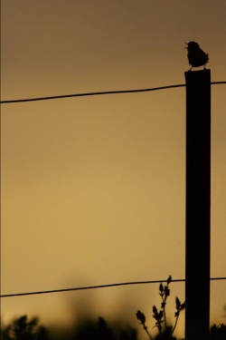 Wren. Photo: &copy; Steve Levrier