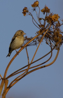 Goldfinch. Photo: &copy; Steve Levrier