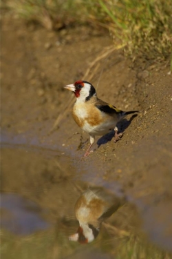 Goldfinch. Photo: &copy; Steve Levrier