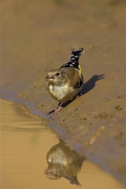 Goldfinch. Photo: &copy; Steve Levrier