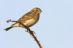 Lapland Bunting photographed at Pulias on 12/10/2008. Photo: &copy; Paul Hillion