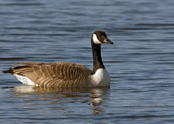 Greater Canada Goose photographed at La Claire Mare on 0/0/0. Photo: &copy; Paul Hillion