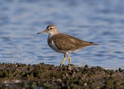 Common Sandpiper photographed at La Claire Mare on 3/9/2003. Photo: &copy; Paul Hillion