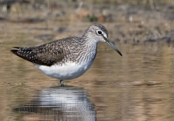 Green Sandpiper photographed at Rue des Bergers NR on 0/0/0. Photo: &copy; Paul Hillion