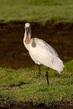 Spoonbill photographed at L'Eree on 17/6/2008. Photo: &copy; Paul Hillion