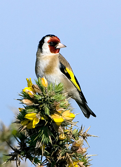 Goldfinch photographed at Pleinmont on 25/5/2008. Photo: &copy; Paul Hillion