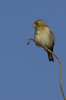 Goldfinch. Photo: &copy; Steve Levrier