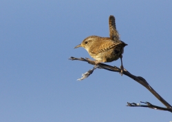 Wren. Photo: &copy; Steve Levrier