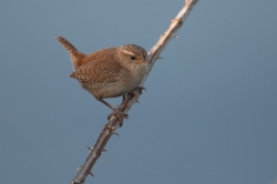 Wren. Photo: &copy; Steve Levrier