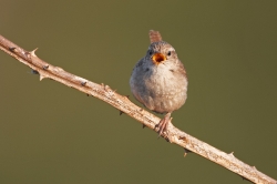 Wren. Photo: &copy; Steve Levrier