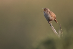 Wren. Photo: &copy; Steve Levrier