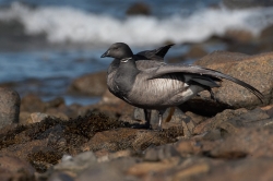 Brent Goose. Photo: &copy; Steve Levrier