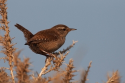 Wren. Photo: &copy; Steve Levrier