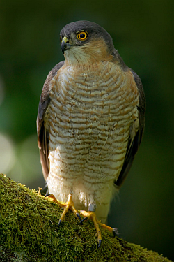 Sparrowhawk photographed at Pleinmont on 7/2/2008. Photo: &copy; Steve Levrier