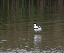 Avocet photographed at Vale Pond [VAL] on 15/5/2005. Photo: &copy; Mark Lawlor