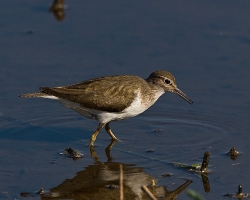 Common Sandpiper photographed at La Claire Mare on 5/8/2007. Photo: &copy; Barry Wells