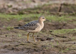 Buff-breasted Sandpiper photographed at Pleinmont on 21/9/2007. Photo: &copy; Barry Wells