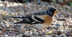 Brambling photographed at Le Menage on 18/1/2009. Photo: &copy; Dee Langmead