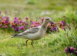 Buff-breasted Sandpiper photographed at Pleinmont [PLE] on 23/9/2007. Photo: &copy; Mark Lawlor